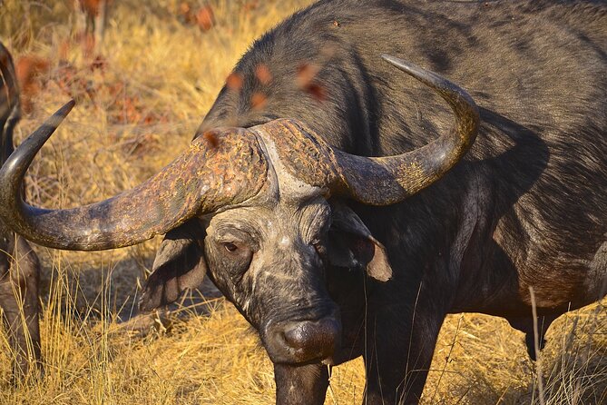 Hluhluwe Imfolozi & DumaZulu Cultural Village Tour from Durban - Why combine a safari with Zulu culture?
