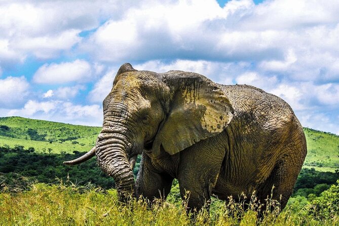 Hluhluwe Imfolozi & DumaZulu Cultural Village Tour from Durban - DumaZulu Cultural Village and the two-hour visit