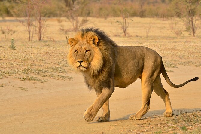 Hluhluwe Imfolozi & DumaZulu Cultural Village Tour from Durban - Animals you might see on the drive