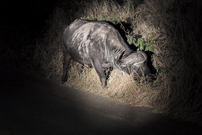 Hluhluwe/iMfolozi Game Reserve Full Day Game Drive - The 5:00 AM departure from Richards Bay