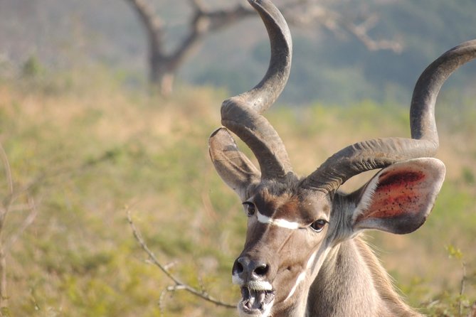 Hluhluwe/iMfolozi Game Reserve Full Day Game Drive - The 2:30 PM return journey
