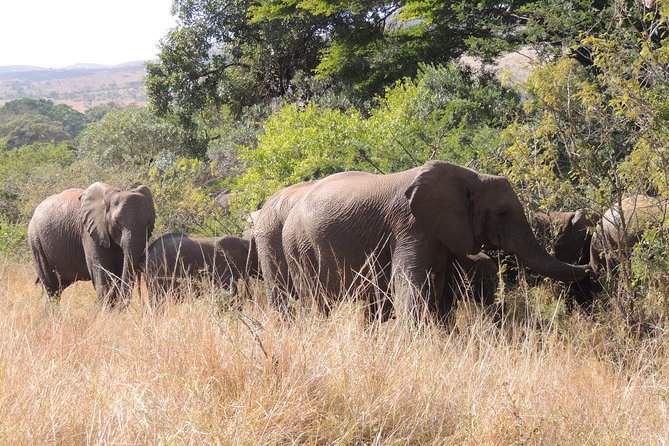 Hluhluwe/iMfolozi Game Reserve Full Day Game Drive - Entering through Nyalazi Gate at 6:00 AM