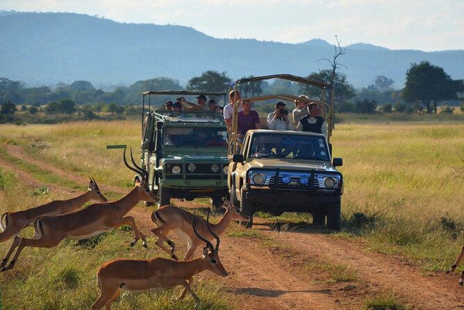 Hluhluwe Imfolozi Game Reserve & Phezulu Safari Park from Durban - Four details that shape the trip