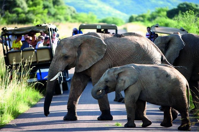 Hluhluwe Imfolozi Game Reserve & Phezulu Safari Park from Durban - The 4:30pm arrival and first game drive