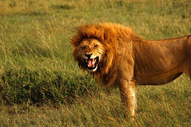 Hluhluwe Imfolozi Game Reserve & Phezulu Safari Park from Durban - The 6:00am drive: the day’s best chance for action