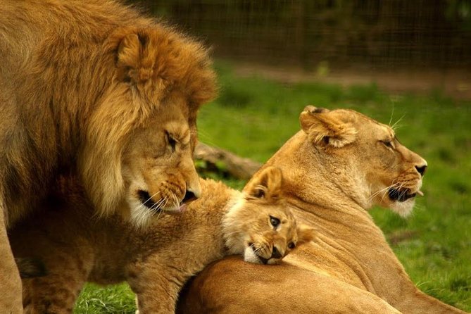 Hluhluwe Imfolozi Game Reserve & Phezulu Safari Park from Durban - Who will enjoy this route most