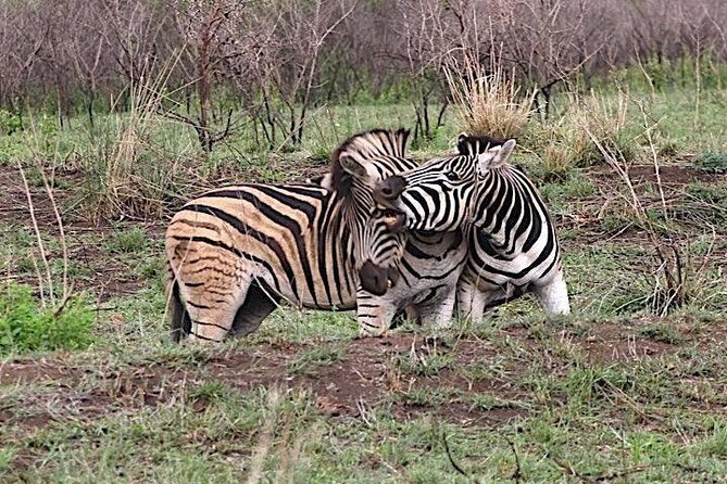 Hluhluwe Imfolozi Park And Isimangaliso Wetlands Park .st Lucia - Is $225.48 Per Person Good Value?