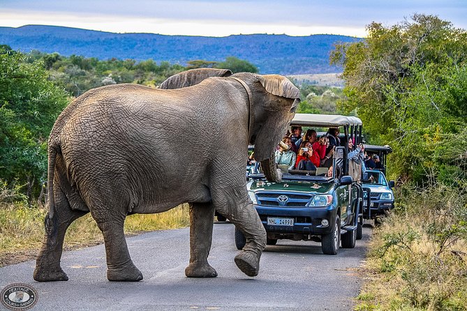 Hluhluwe-Imfolozi Park Full Day Big 5 Safari Tour - Why Hluhluwe-Imfolozi makes a strong safari choice