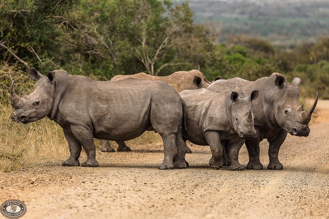 Hluhluwe-Imfolozi Park Full Day Big 5 Safari Tour - A South African braai for lunch