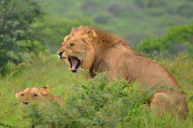 Hluhluwe-Imfolozi Park Full Day Big 5 Safari Tour - The afternoon search for more wildlife