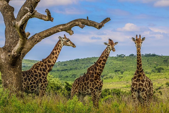 Hluhluwe-Imfolozi Park Full Day Big 5 Safari Tour - What the $96.05 price really covers