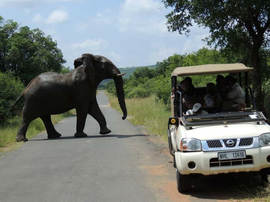 Hluhluwe-iMfolozi Park - Open Safari Vehicle Game Drives - Why Hluhluwe-iMfolozi deserves a full day