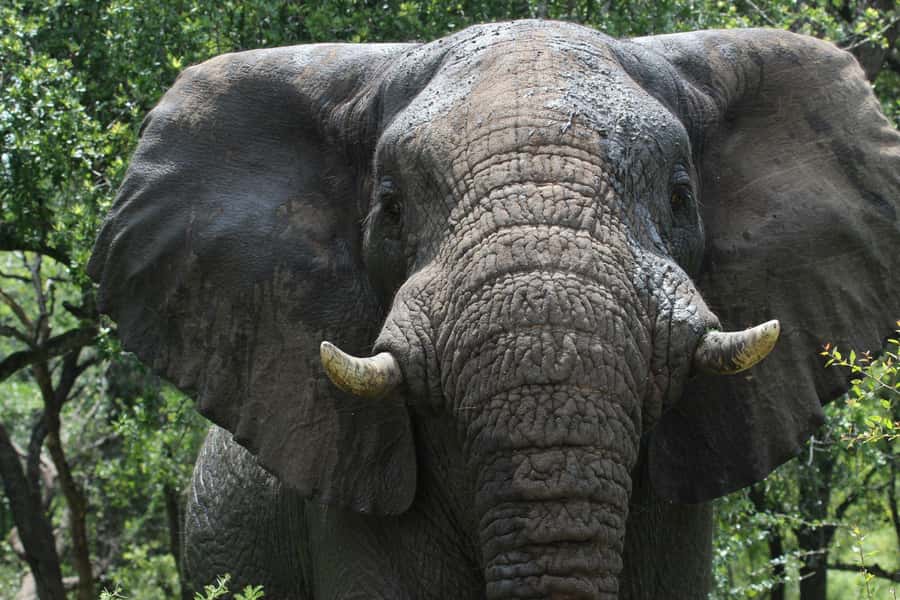 Hluhluwe-iMfolozi Park - Open Safari Vehicle Game Drives - Three, six, or nine hours on the road