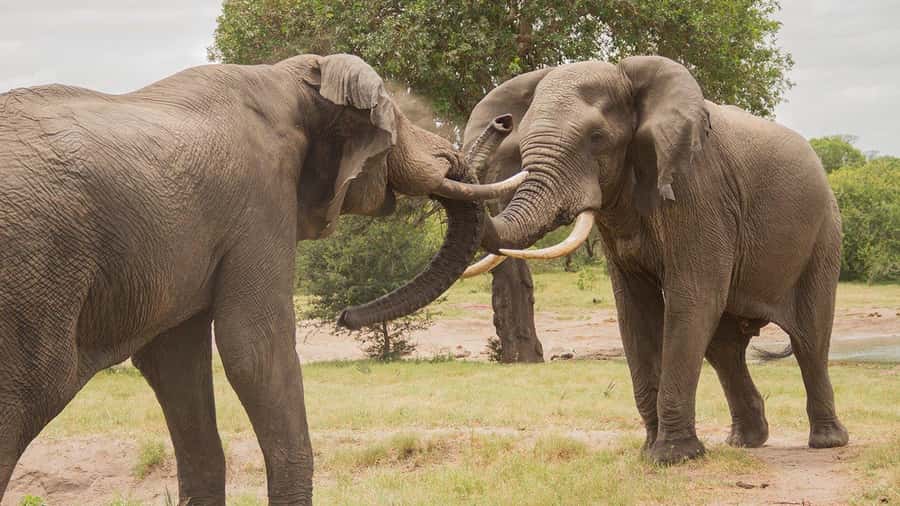 Hluhluwe-iMfolozi Park - Open Safari Vehicle Game Drives - Open-vehicle viewing and the role of your guide