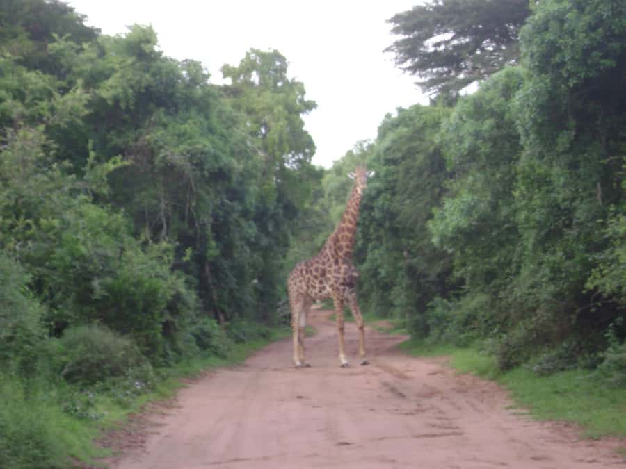 Hluhluwe-iMfolozi Park - Open Safari Vehicle Game Drives - Wildlife beyond the Big 5