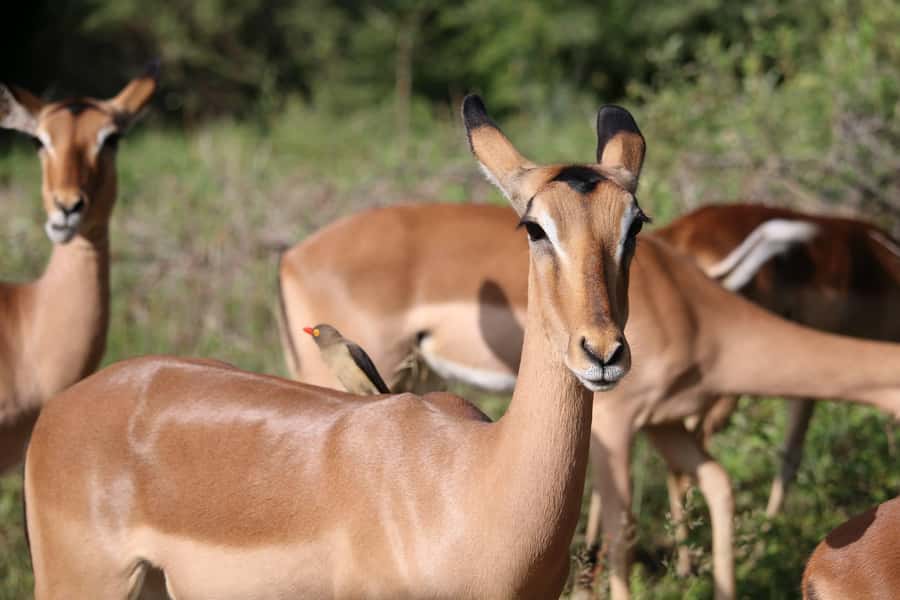 Hluhluwe-iMfolozi Park - Open Safari Vehicle Game Drives - Picnic stops, coffee, and the food question