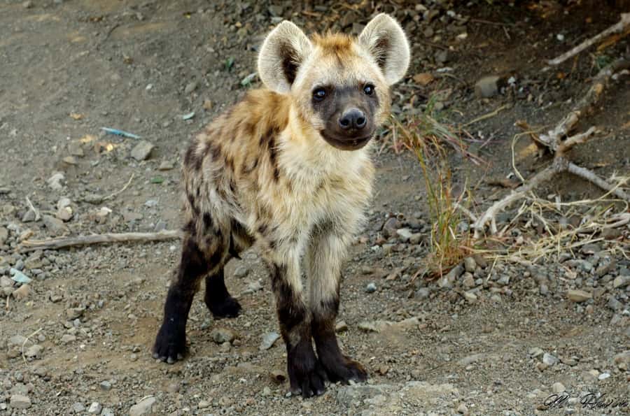 Hluhluwe-iMfolozi Park - Open Safari Vehicle Game Drives - Who should book this safari?