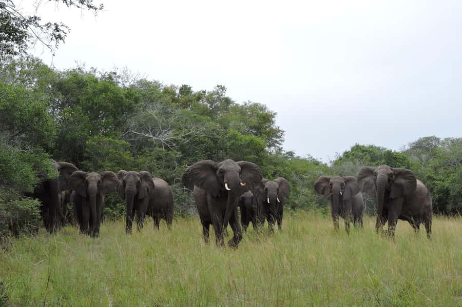 Hluhluwe-iMfolozi Park - Open Safari Vehicle Game Drives - Choosing between Memorial Gate and Nyalazi Gate