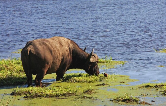Hluhluwe Imfolozi Safari & St Lucia Boat Safari Day Tour from Durban - Key points before you book