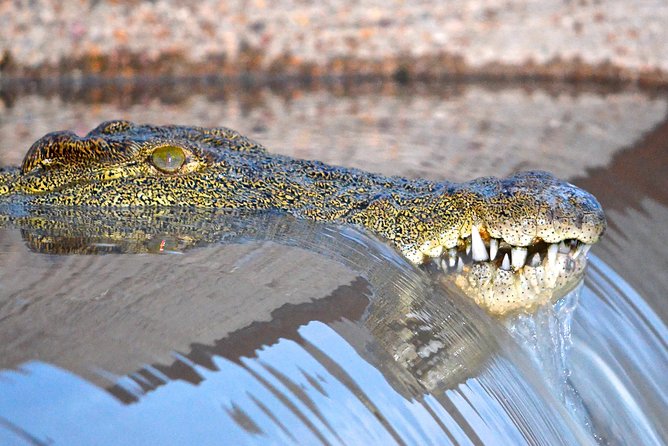 Hluhluwe Imfolozi Safari & St Lucia Boat Safari Day Tour from Durban - Why this Durban safari combination works