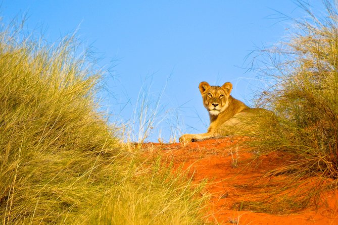 Hluhluwe Imfolozi Safari & St Lucia Boat Safari Day Tour from Durban - Food, comfort, and what to pack