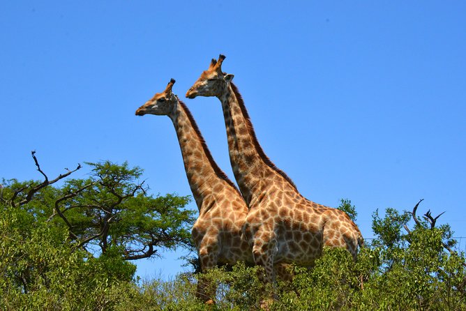Hluhluwe Imfolozi Safari & St Lucia Boat Safari Day Tour from Durban - Who should book this experience?