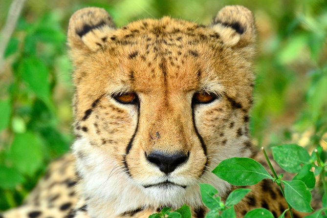 Hluhluwe Safari & Emdoneni Wild Cat Project Day Tour from Durban - Key points to know before you book