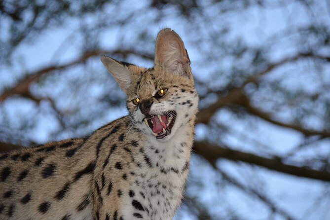 Hluhluwe Safari & Emdoneni Wild Cat Project Day Tour from Durban - Meeting the cats at Emdoneni