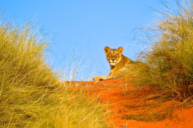 Hluhluwe Safari & Emdoneni Wild Cat Project Day Tour from Durban - Who will enjoy this most?