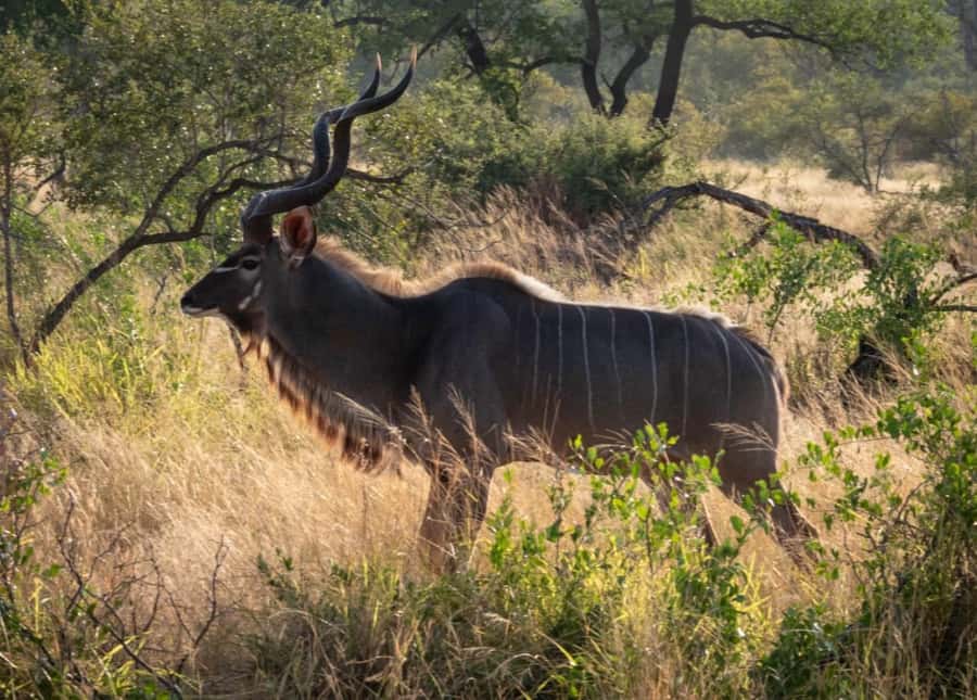 Hoedspruit: Dinner in the Bush & Safari Game Drive - The practical details that matter