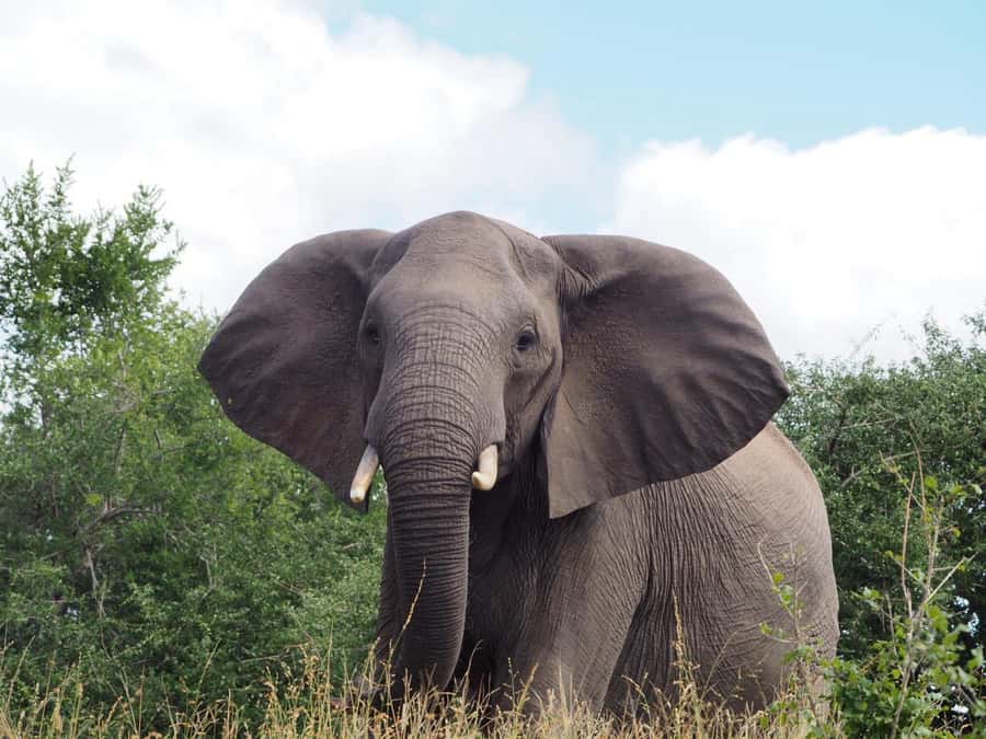 Hoedspruit: Dinner in the Bush & Safari Game Drive - Who will enjoy this most