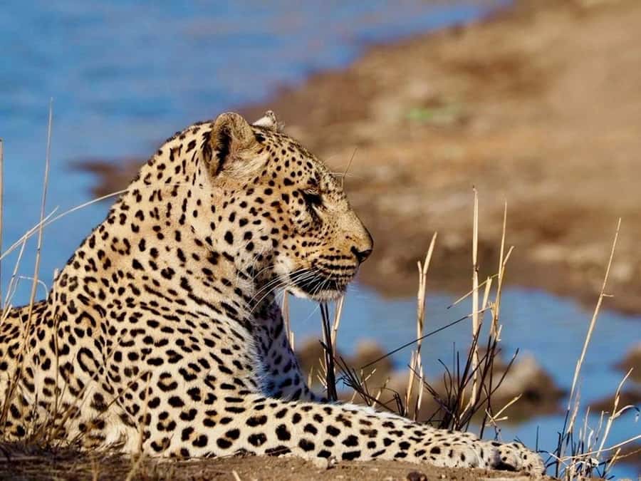 Hoedspruit: Evening Safari In Greater Kruger Private Reserve - Key points at a glance