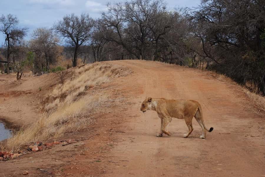 Hoedspruit: Evening Safari In Greater Kruger Private Reserve - Booking details worth checking before you go