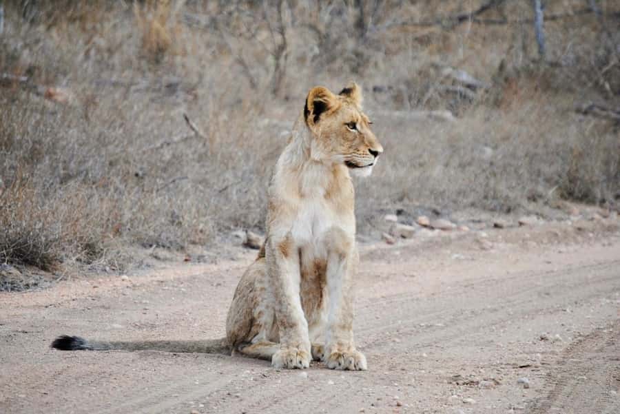 Hoedspruit: Evening Safari In Greater Kruger Private Reserve - The open vehicle and the value of a nine-person group