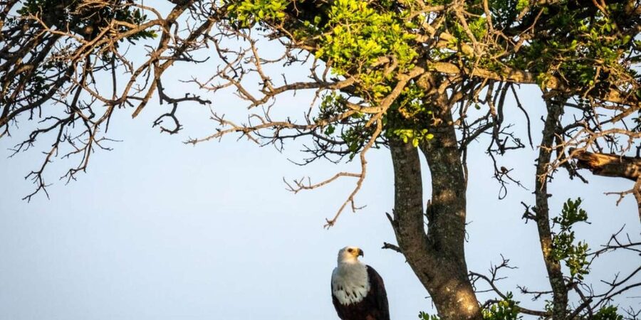 Hoedspruit: Evening Safari In Greater Kruger Private Reserve - The sundowner stop, with drinks and South African snacks