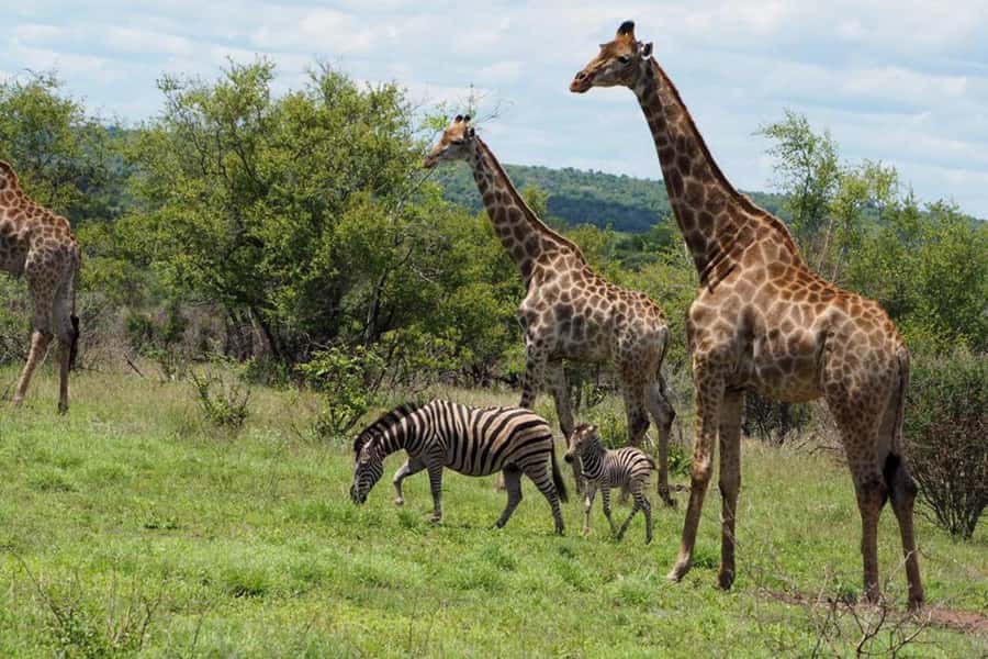Hoedspruit: Evening Safari In Greater Kruger Private Reserve - What the $89 price really buys you