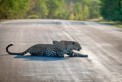 Hoedspruit: Full Day in ICONIC Kruger National Park