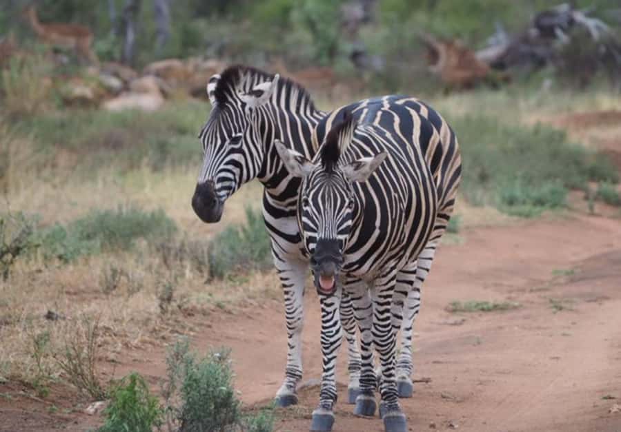 Hoedspruit: HALF Day in the Iconic Kruger National Park! - Who should choose this safari?