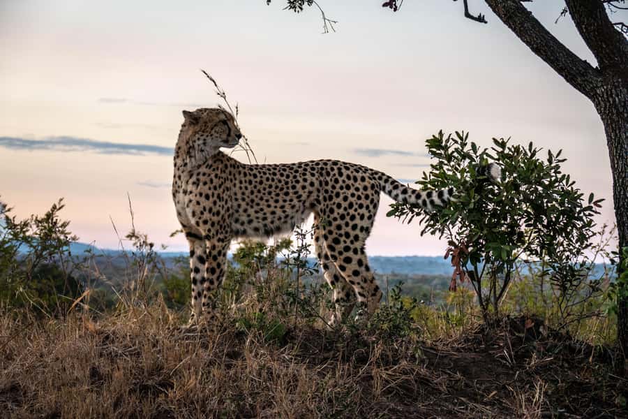 Hoedspruit: HALF Day in the Iconic Kruger National Park! - Why this short Kruger safari makes sense