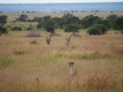 Hoedspruit: HALF Day in the Iconic Kruger National Park!