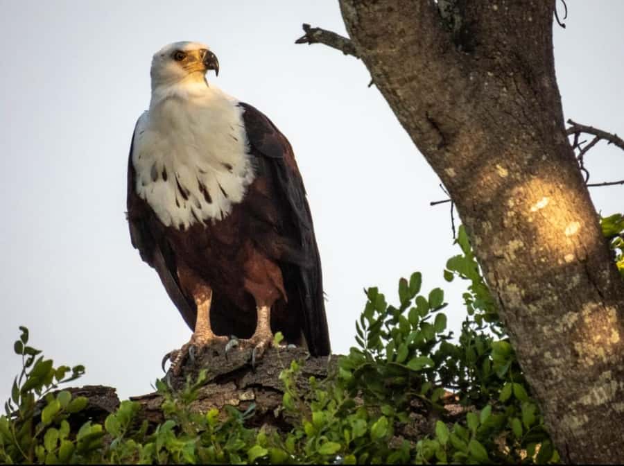 Hoedspruit: HALF Day in the Iconic Kruger National Park! - Why Satara Rest Camp is more than a lunch stop