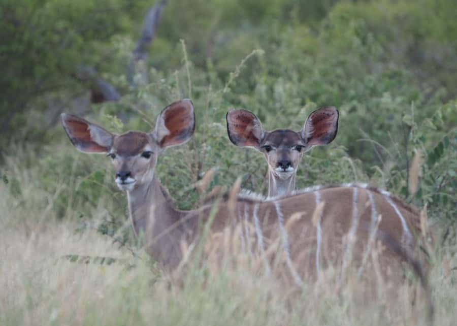 Hoedspruit: HALF Day in the Iconic Kruger National Park! - What the $96 price really includes