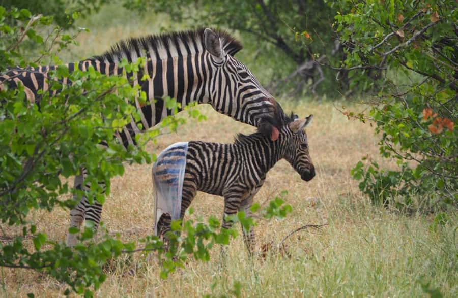 Hoedspruit: HALF Day in the Iconic Kruger National Park! - The guide can shape the entire morning
