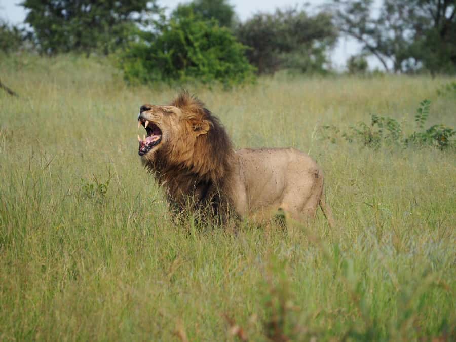 Hoedspruit: HALF Day in the Iconic Kruger National Park! - Weather, clothing, and comfort in the open air