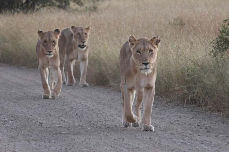 Hoedspruit: Private Kruger National Park Full-Day Safari - Key points at a glance
