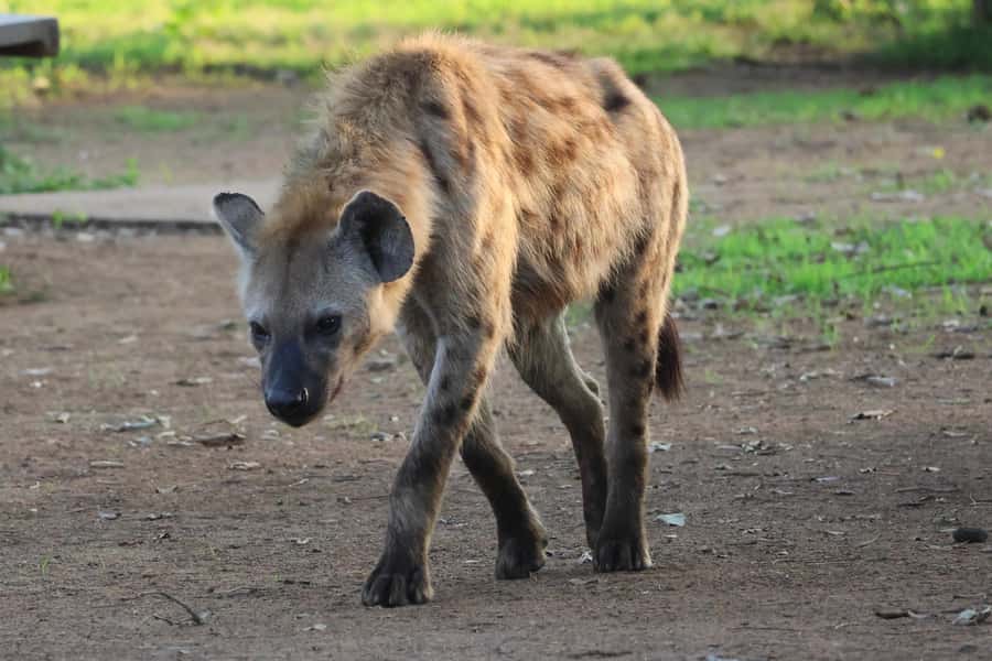 Hoedspruit: Private Kruger National Park Full-Day Safari - Ten hours among Kruger’s wildlife