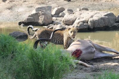 Hoedspruit: Private Kruger National Park Full-Day Safari