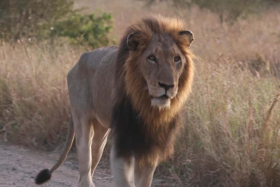 Hoedspruit: Private Kruger National Park Full-Day Safari - The real value of $404 for up to four people