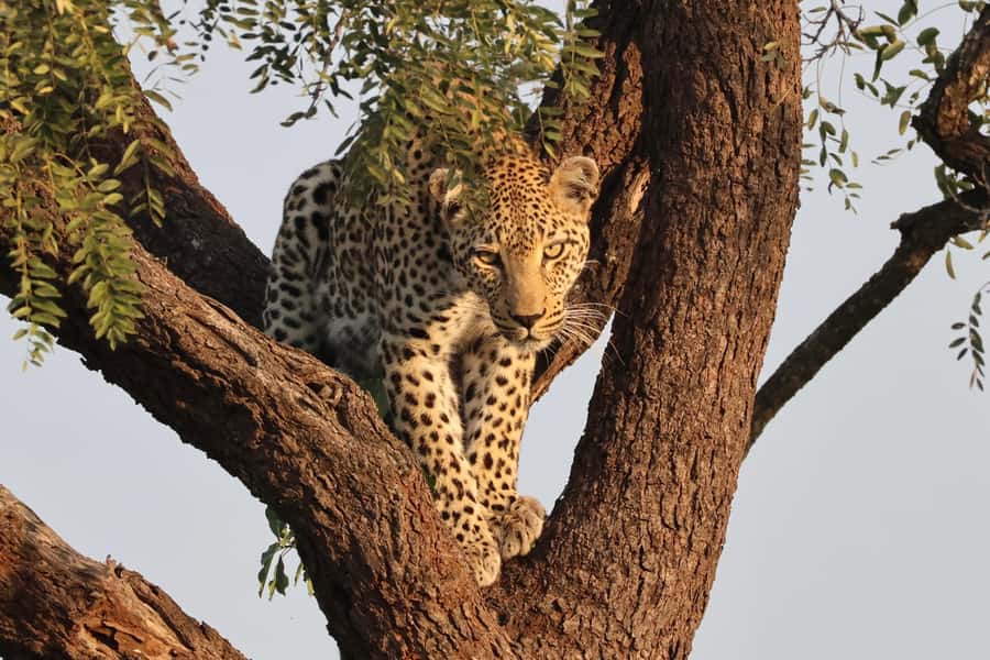 Hoedspruit: Private Kruger National Park Full-Day Safari - Weather can change the mood