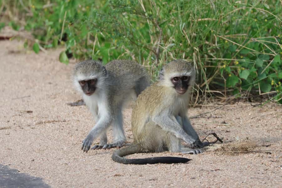 Hoedspruit: Private Kruger National Park Full-Day Safari - Who should book this Kruger safari?